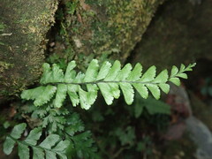 Hymenasplenium cheilosorum