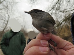 Sylvia atricapilla