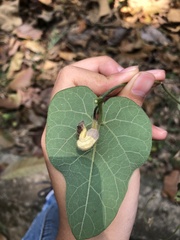 Aristolochia shimadae
