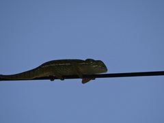 Furcifer
