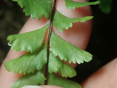 Hymenasplenium cheilosorum