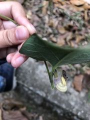 Aristolochia shimadae
