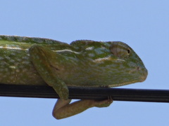 Furcifer