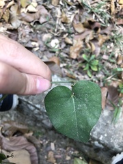 Aristolochia shimadae