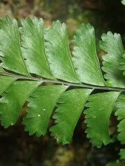 Hymenasplenium cheilosorum