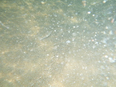 Amblyrhynchote honckenii