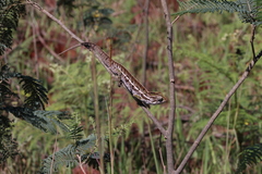 Furcifer