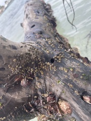 Amphibalanus amphitrite