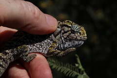 Furcifer