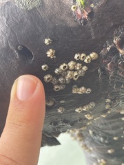 Amphibalanus amphitrite