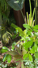 Dypsis lutescens