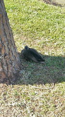 Anas platyrhynchos × fulvigula