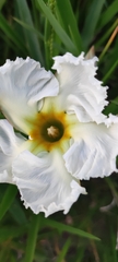 Mandevilla petraea