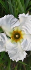Mandevilla petraea