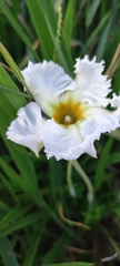 Mandevilla petraea