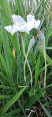 Mandevilla petraea