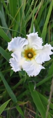 Mandevilla petraea
