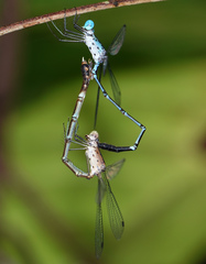 Lestes praevius