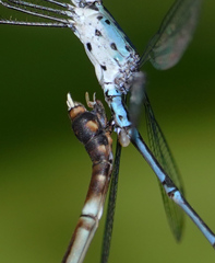 Lestes praevius