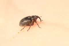 Ceutorhynchini