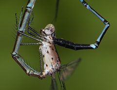 Lestes praevius