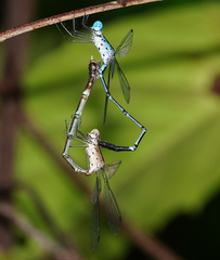Lestes praevius