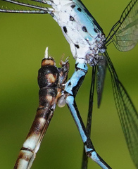 Lestes praevius