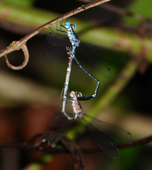 Lestes praevius