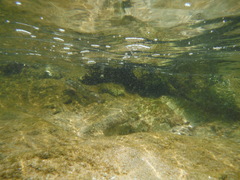 Omobranchus banditus