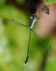 Lestes praevius