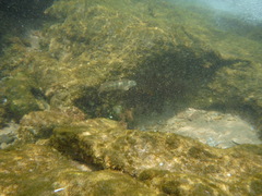 Omobranchus banditus