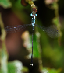 Lestes praevius