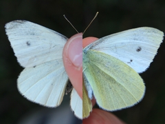 Pieris rapae