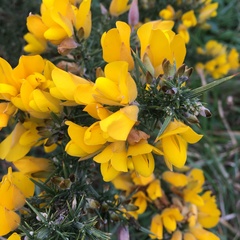 Ulex