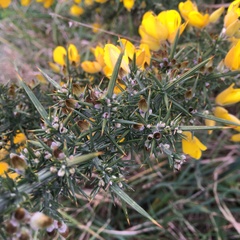 Ulex