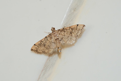 Lamprosema tampiusalis