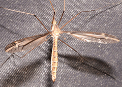 Tipula eluta