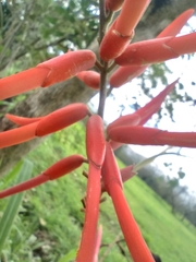 Erythrina americana