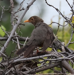 Turdus smithi