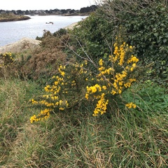 Ulex