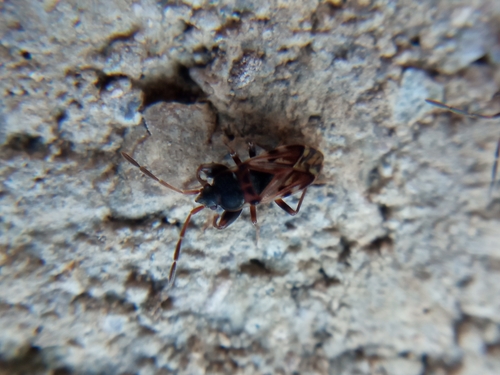Scolopostethus grandis