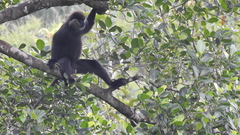 Semnopithecus vetulus