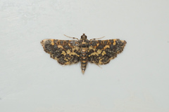 Eurrhyparodes bracteolalis