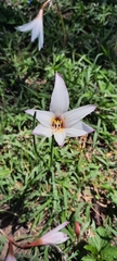 Zephyranthes candida