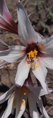Zephyranthes candida