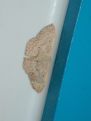 Idaea ptyonopoda