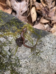Desmognathus ocoee