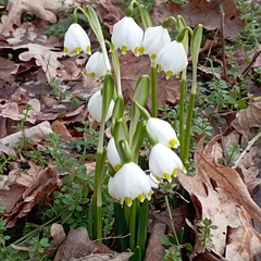 Leucojum vernum