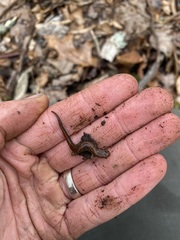 Desmognathus ocoee