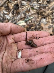 Desmognathus ocoee